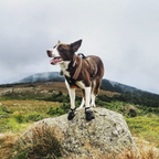 Pup Wear - Dog Boots