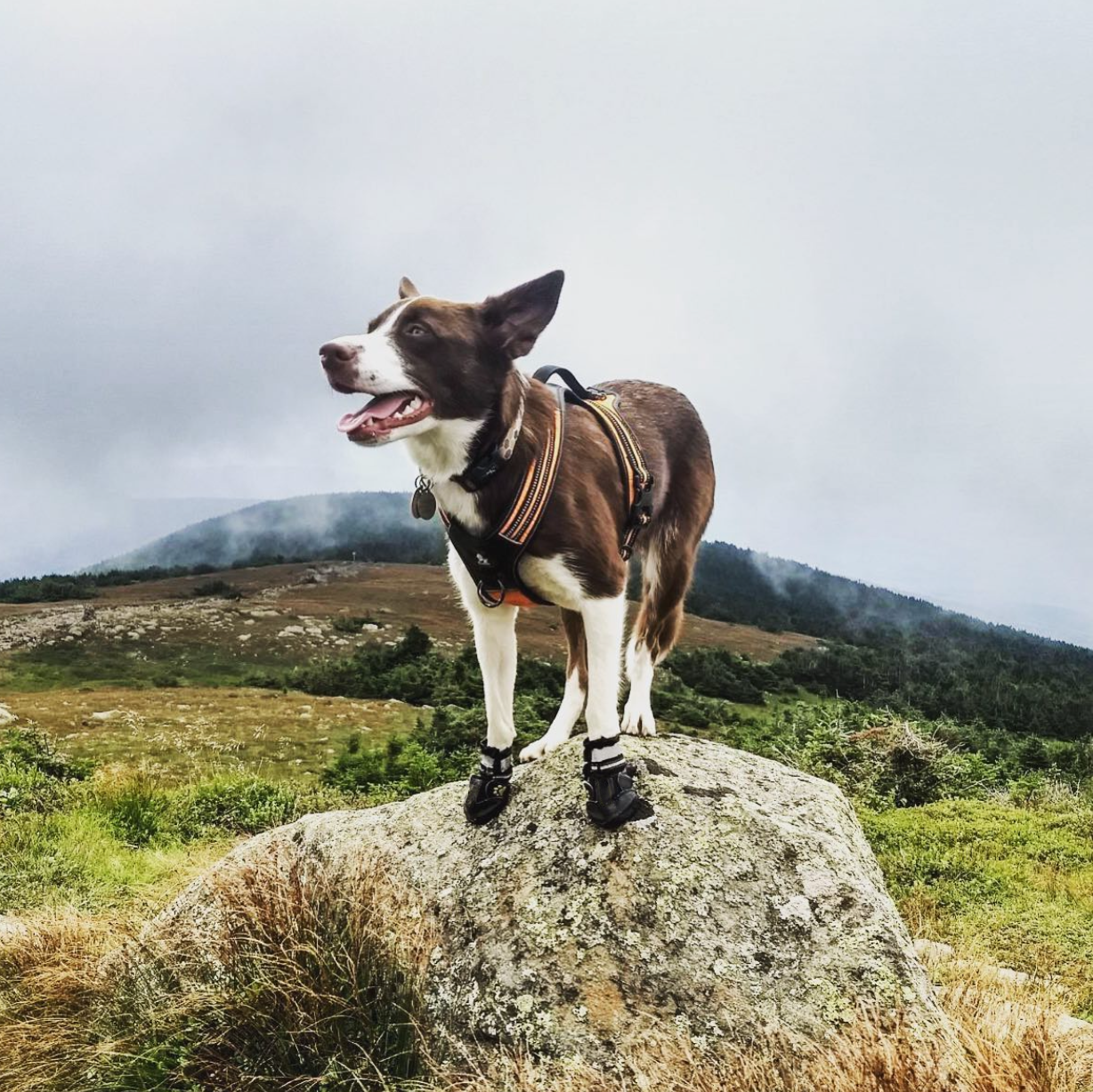 Pup Wear - Dog Boots