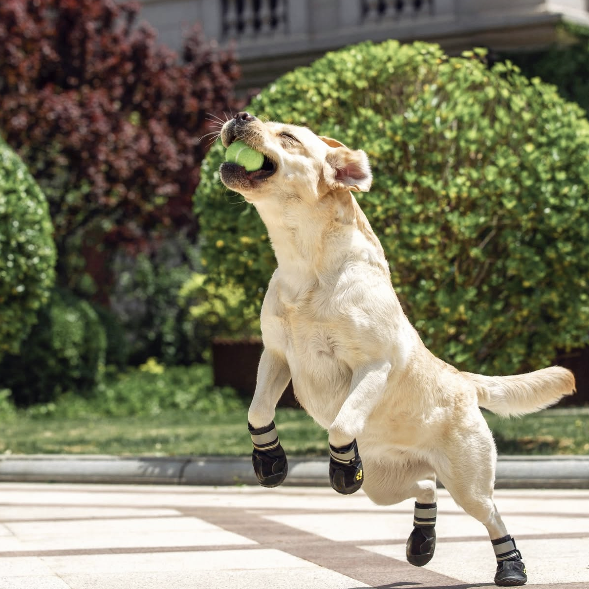 Pup Wear - Dog Boots